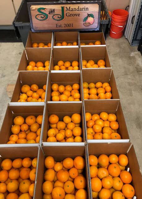 orange tangerine clementine mandarin satsuma